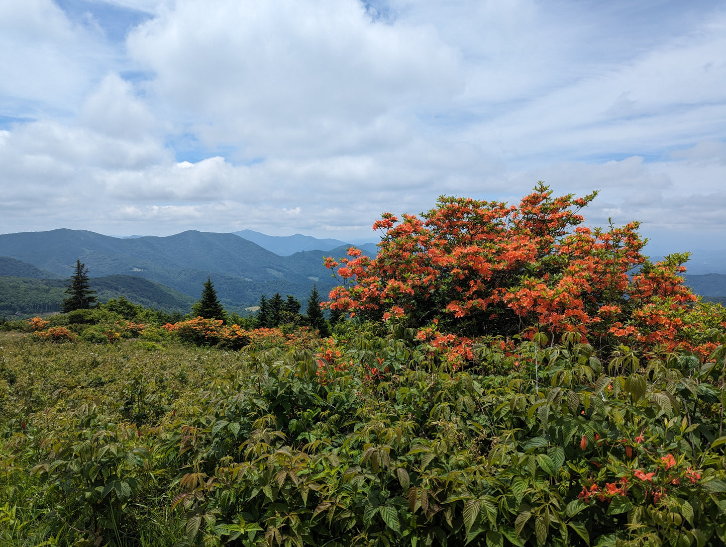 A large bush with orange flame azaleas on  a mountain top meadow