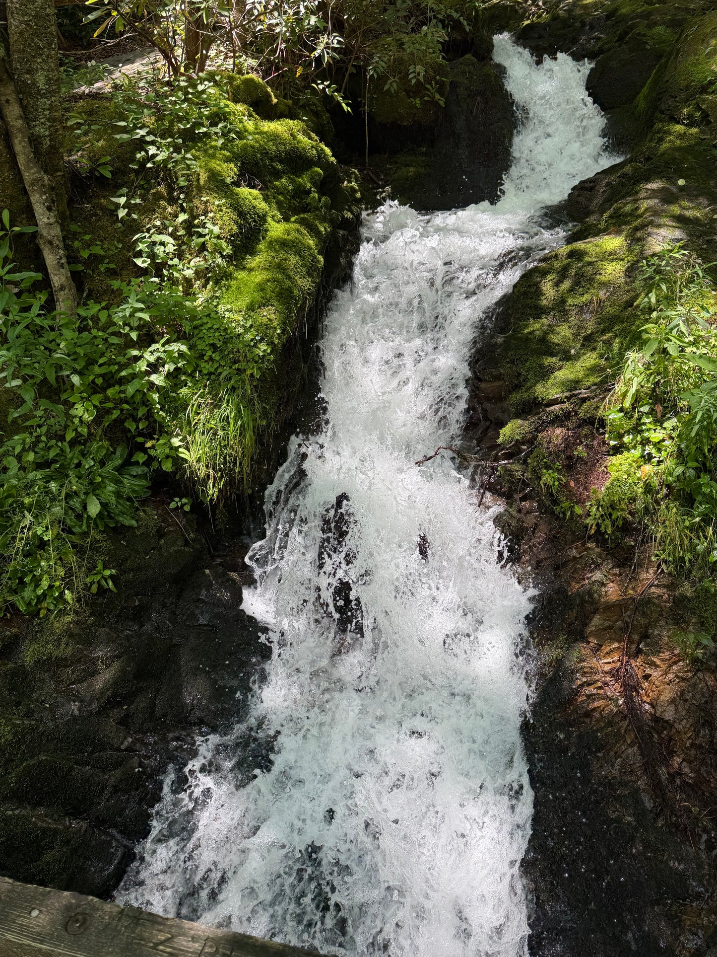 Great Smoky Mountains Synchronous Fireflies Women's Backpacking Trip (2026)