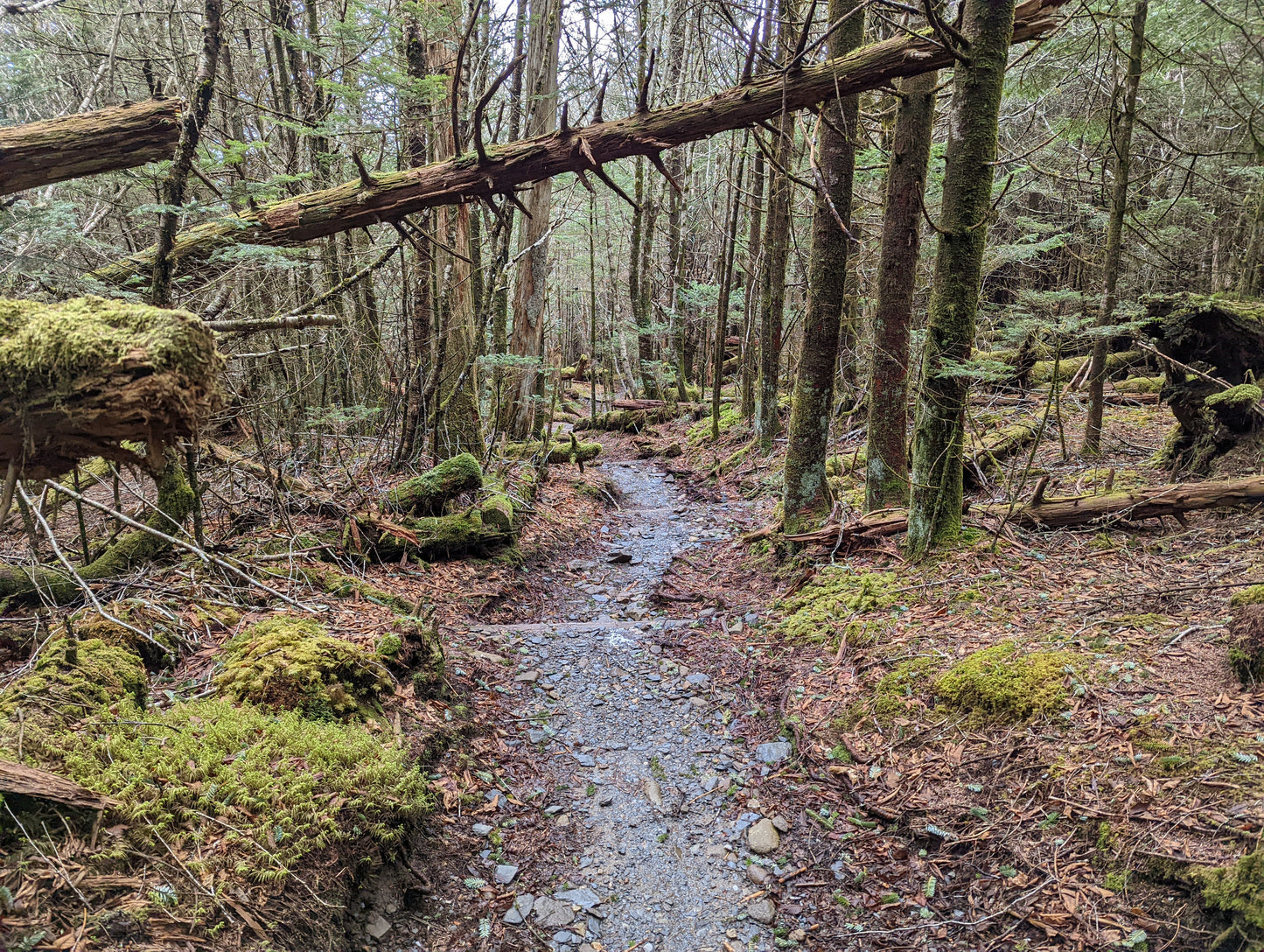 Women's AT Smoky Mountains Section Hike (2026)