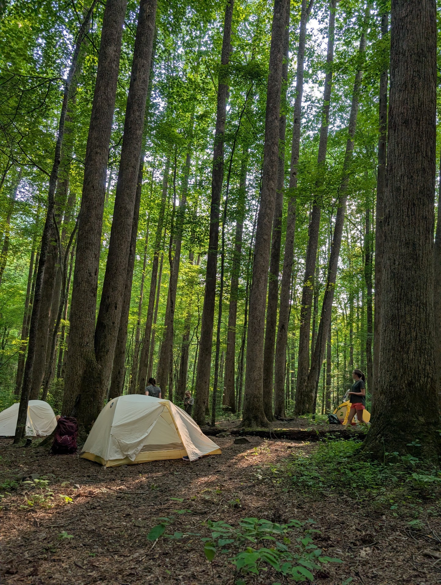 Great Smoky Mountains Synchronous Fireflies Women's Backpacking Trip (2026)