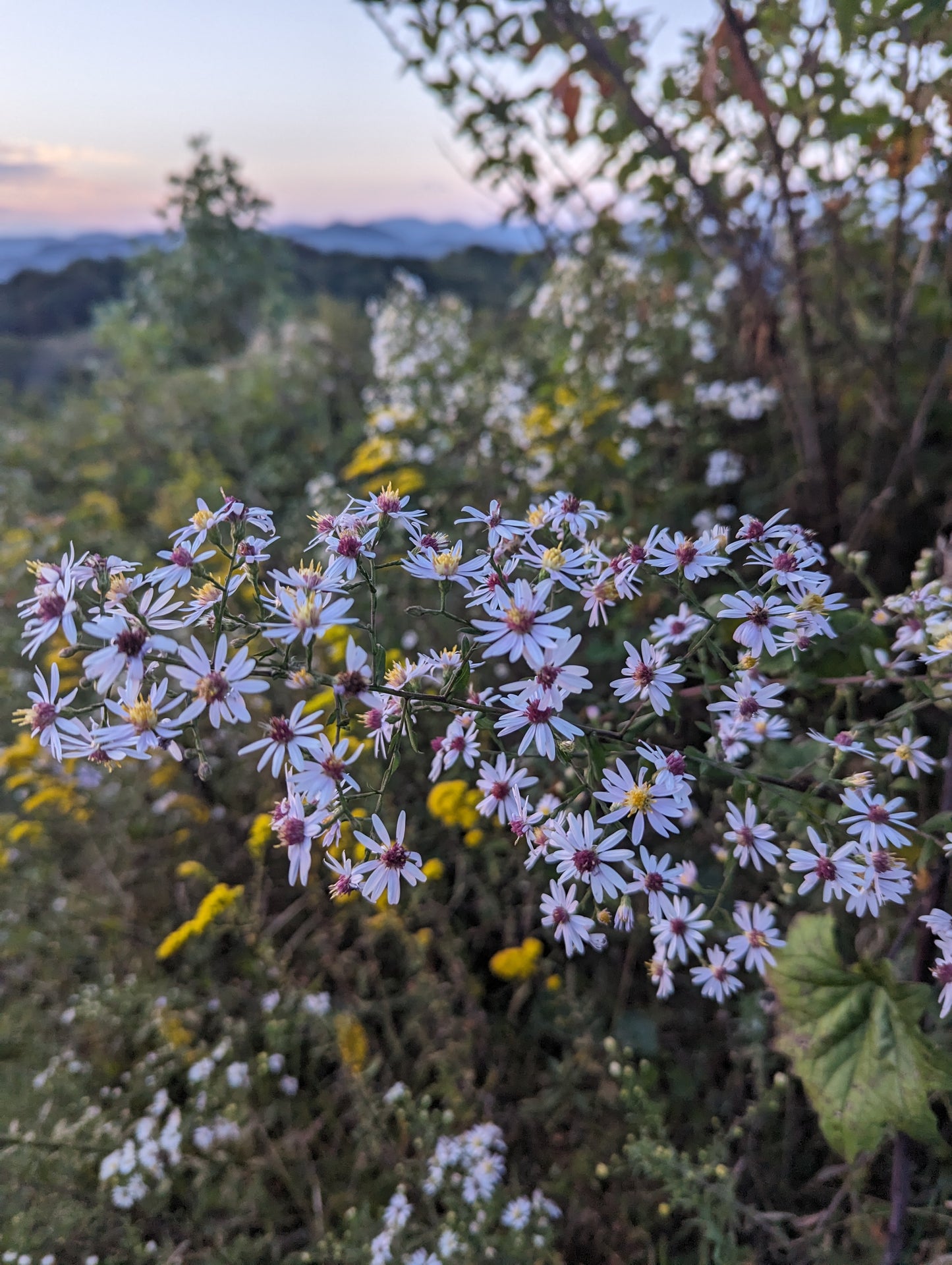 Women's AT Beginner Backpacking- Max Patch Sunset Hike (2026)