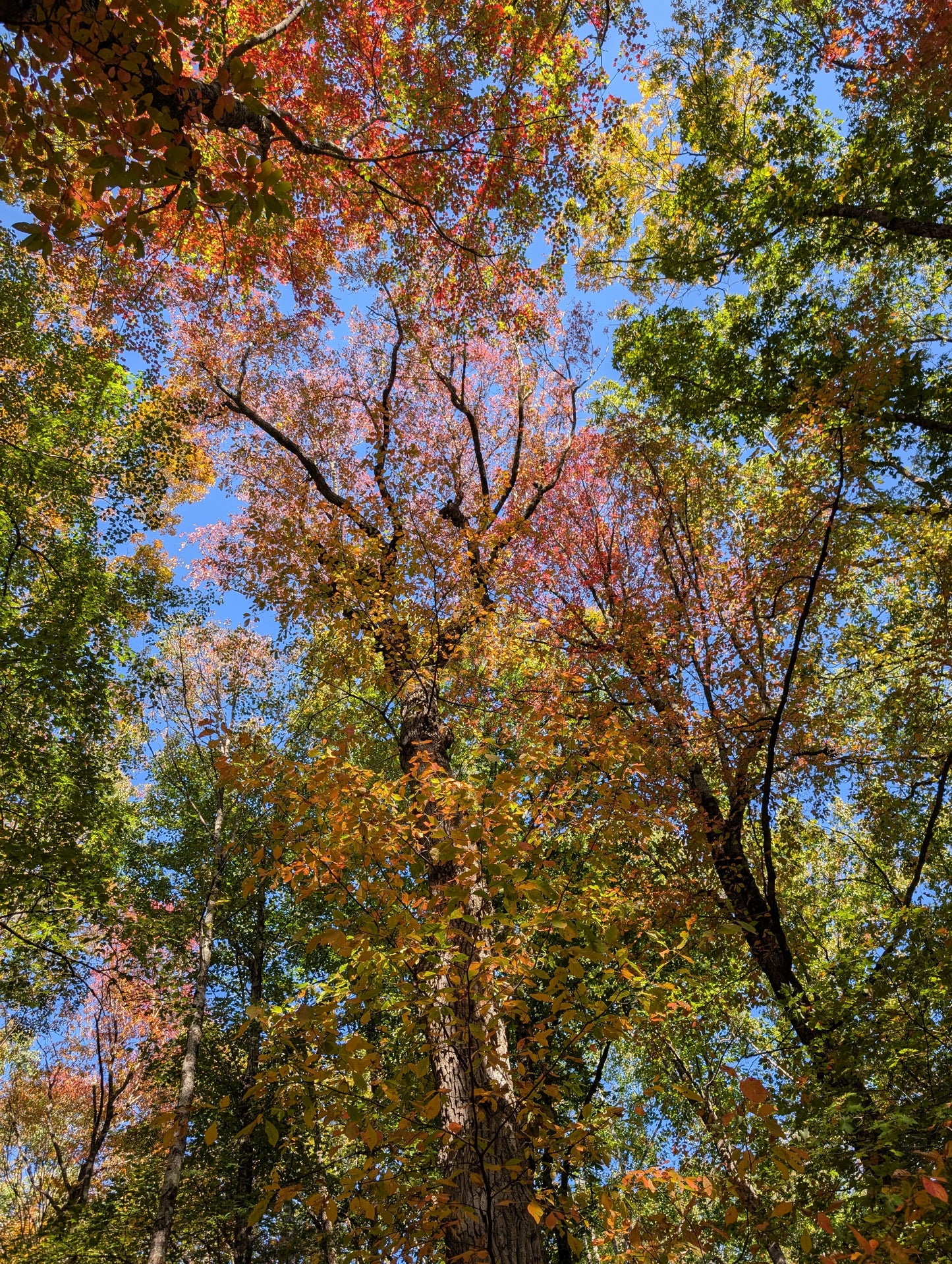 Women's Smoky Mountains Fall Colors Backpacking Trip (2026)