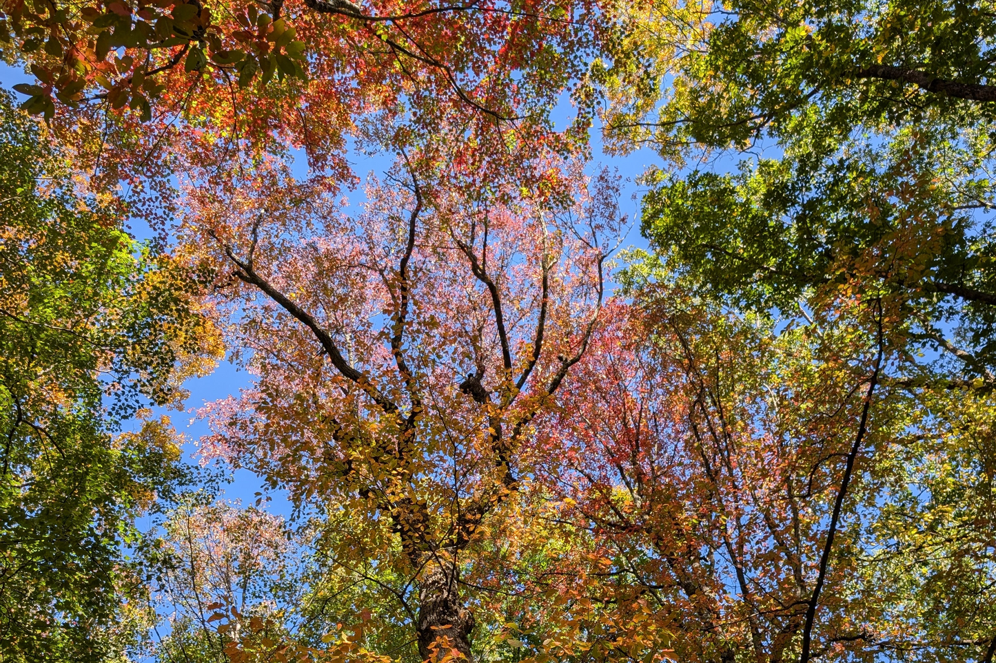 Tree with autumn foliage against a blue sky