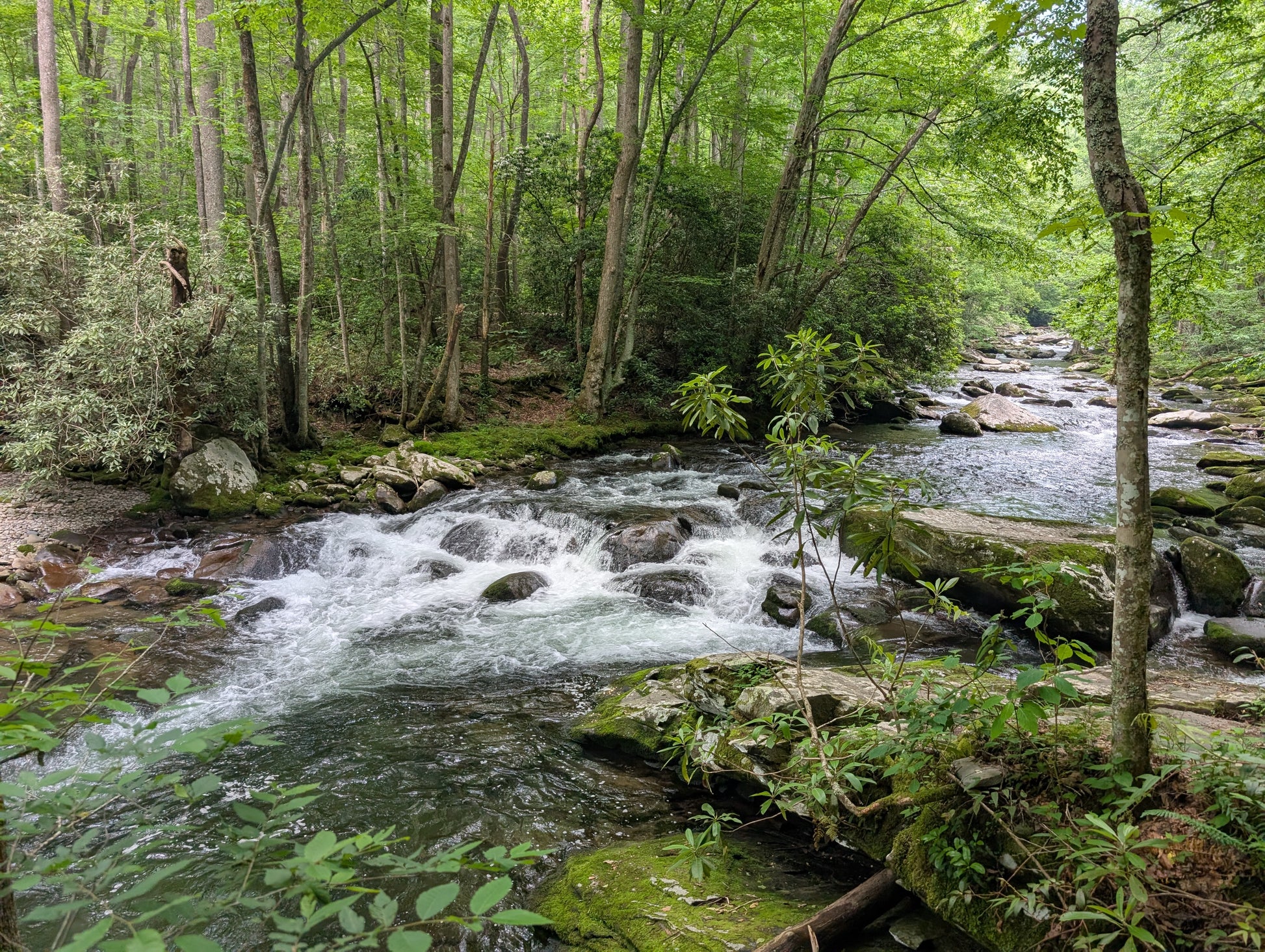 Great Smoky Mountains Synchronous Fireflies Women's Backpacking