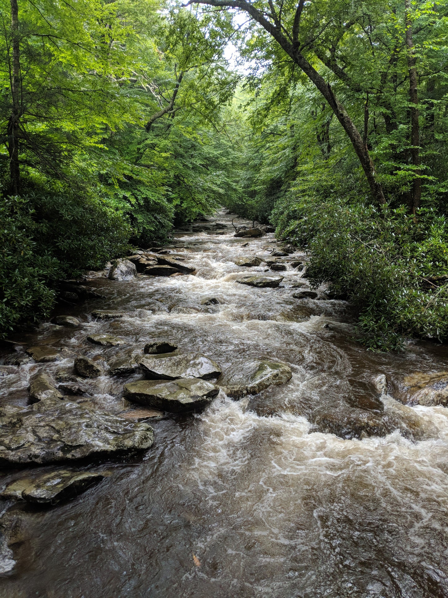 A river flowing over rocks with dense forest on both sides