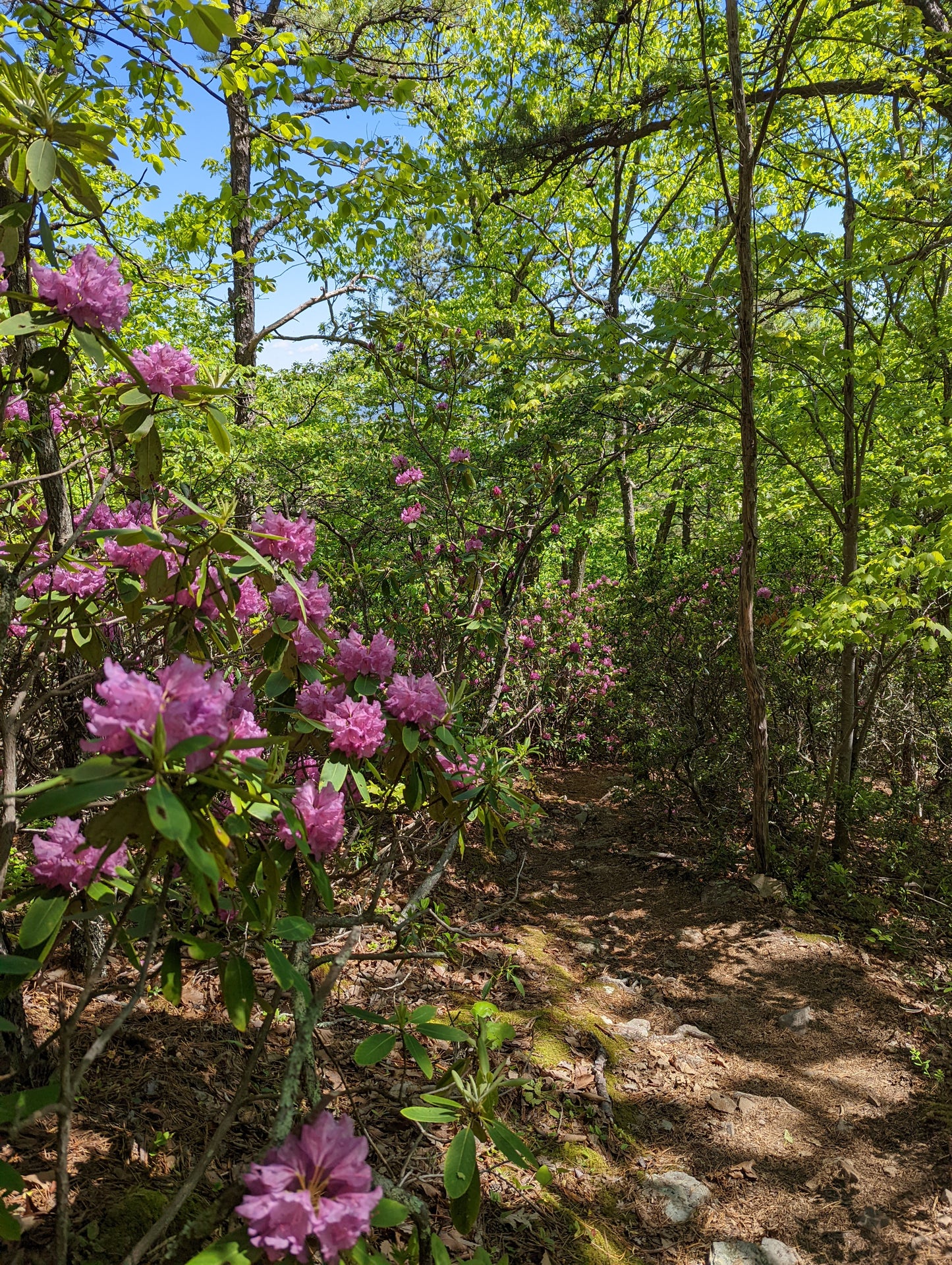Women's Hiking Retreat - Damascus, VA (May 8-13, 2026)